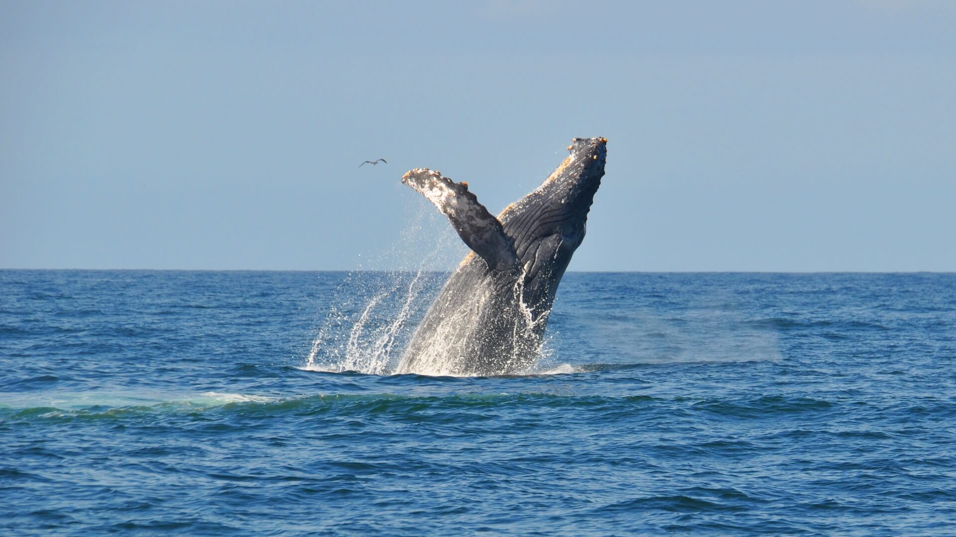 whales jumping