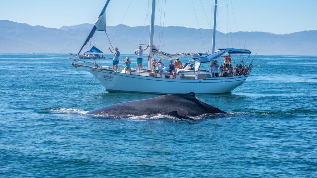 people on the whale watchint tour enjoying